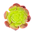 Aeonium 'Superbang'