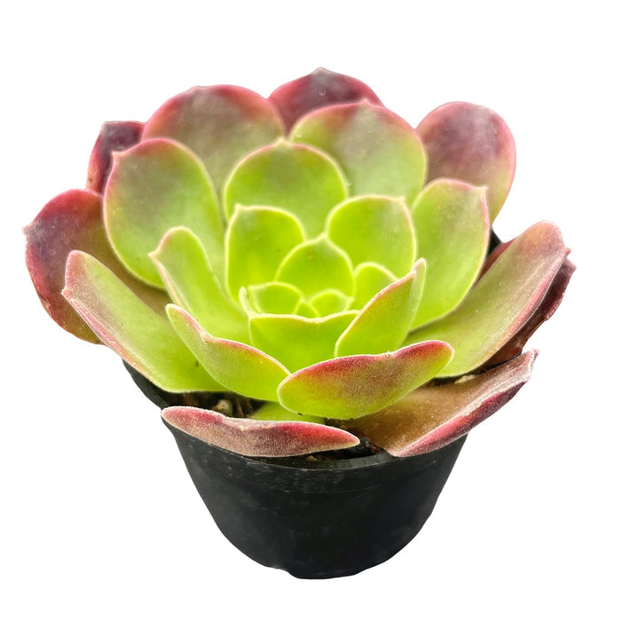 Aeonium 'Superbang'