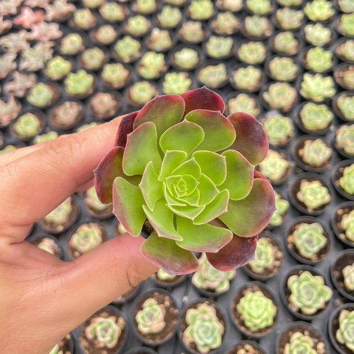 Aeonium 'Superbang'