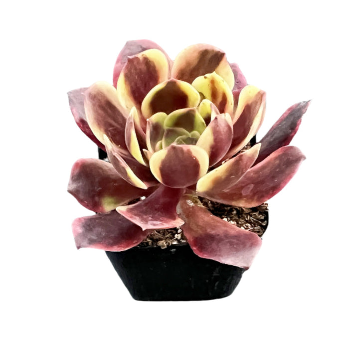 Aeonium 'Superbang'