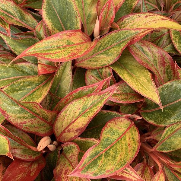 Firecracker Chinese Evergreen bright pink and green leaves