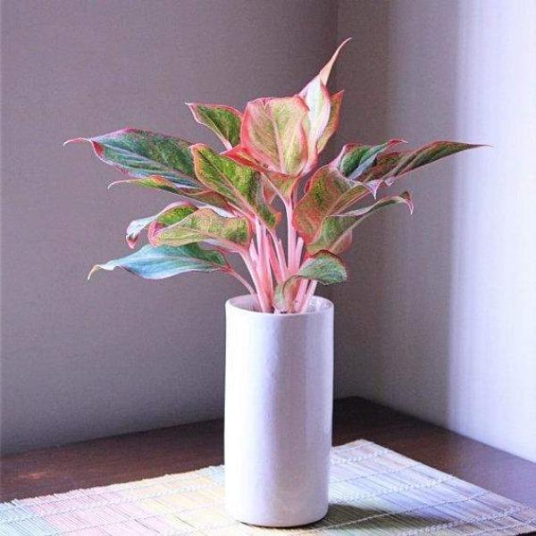 Aglaonema Firecracker vibrant Red and Green Leaves
