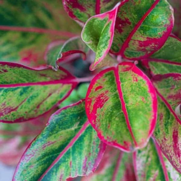 Close up of Aglaonema Firecracker leaves