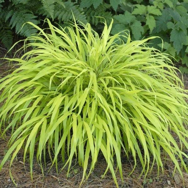 All-Gold Japanese Forest  grass has bright yellow foliage in a cascading mound