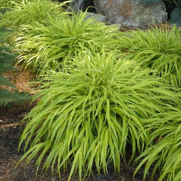all gold Japanese forest grass is great when planted in mass along a border garden