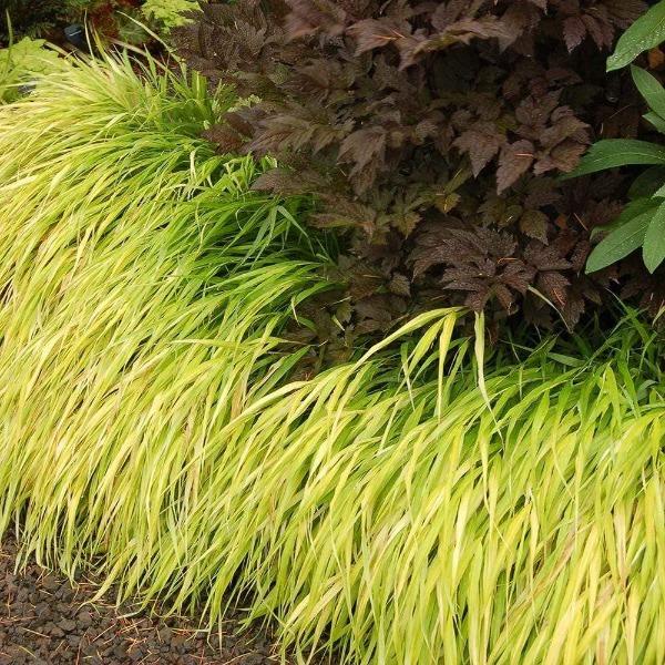 all gold japanese forest grass thrives when planted in full to partial sun