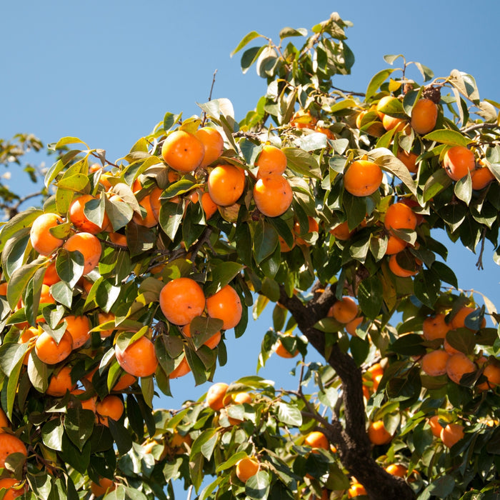 American Persimmon Tree with orange fall fruit hanging on branches