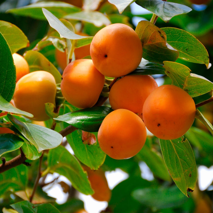American Persimmon Tree with green foliage and developing native fruit