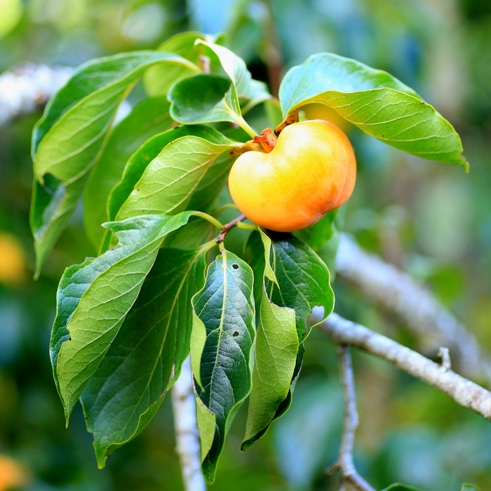 a close look at the green leaves and developing fruit of the native persimmon tree