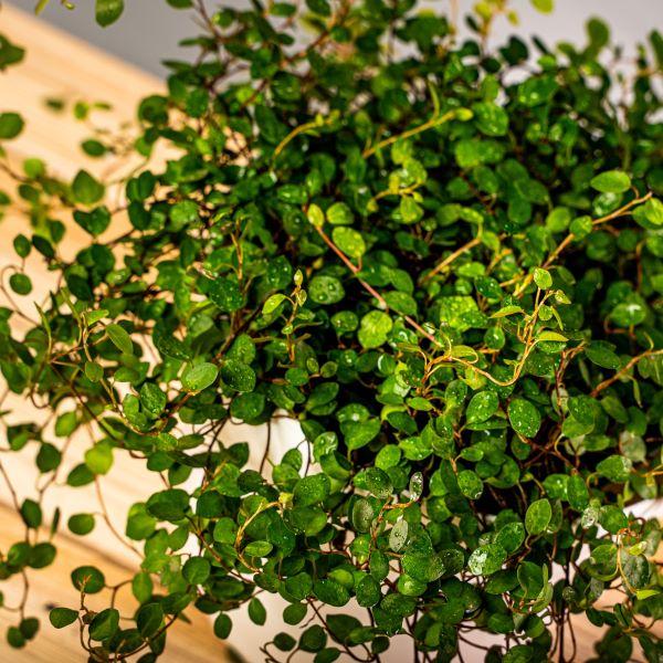 view of angel vine in a white pot with tons of leaves