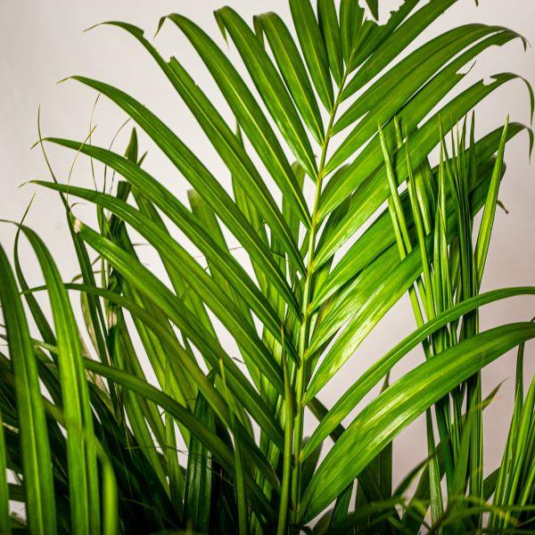 Close-up of the foliage of Areca Palm