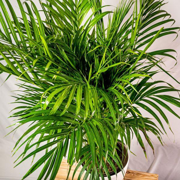 Close-up of the long green fronds from the areca palm houseplant