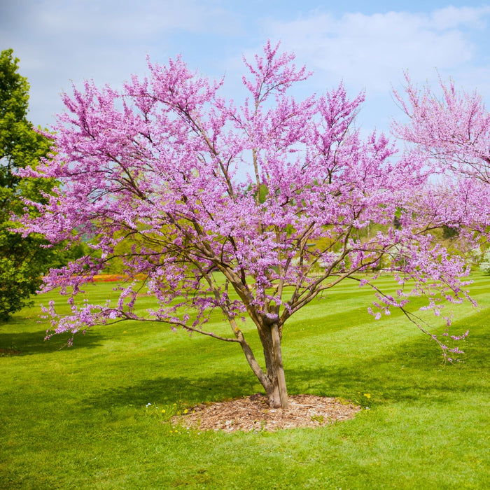 Burgundy Hearts redbud tree in a front yard with rosy-pink spring blooms and a rounded canopy, ideal small ornamental shade tree