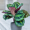 Calathea medallion Plants have interesting patterned leaves