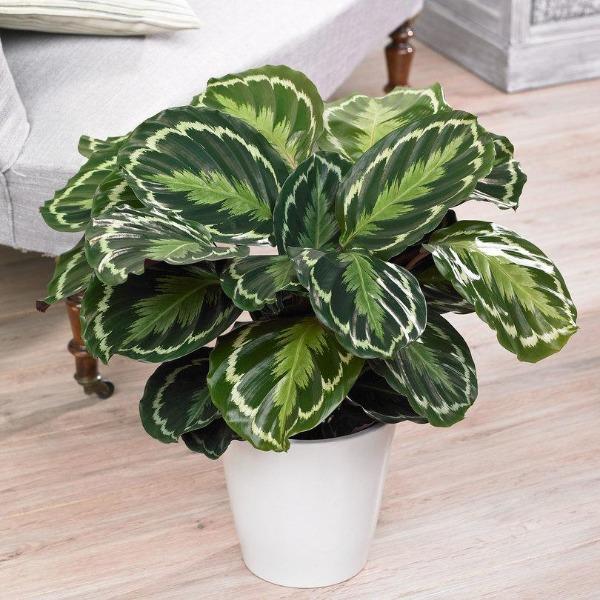 calathea medallion in a white indoor pot