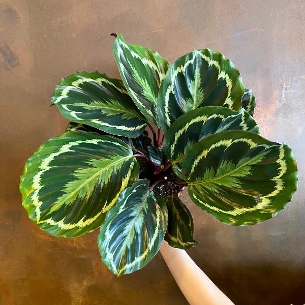 calathea medallion with big bold leaves