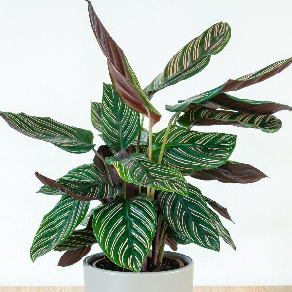 Calathea ornata pinstripe calathea in a bright indoor room, dark green leaves with pink stripes and purple undersides in a pot.