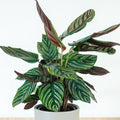 Calathea ornata pinstripe calathea in a bright indoor room, dark green leaves with pink stripes and purple undersides in a pot.