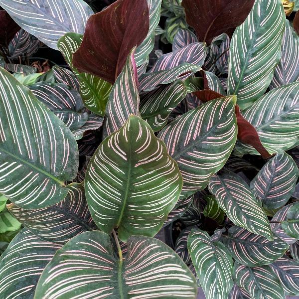Close-up of pinstripe calathea leaf showing fine pink striping on glossy dark foliage with vivid contrast and tropical texture.
