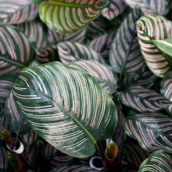 Pinstripe Calathea Ornata Close-up