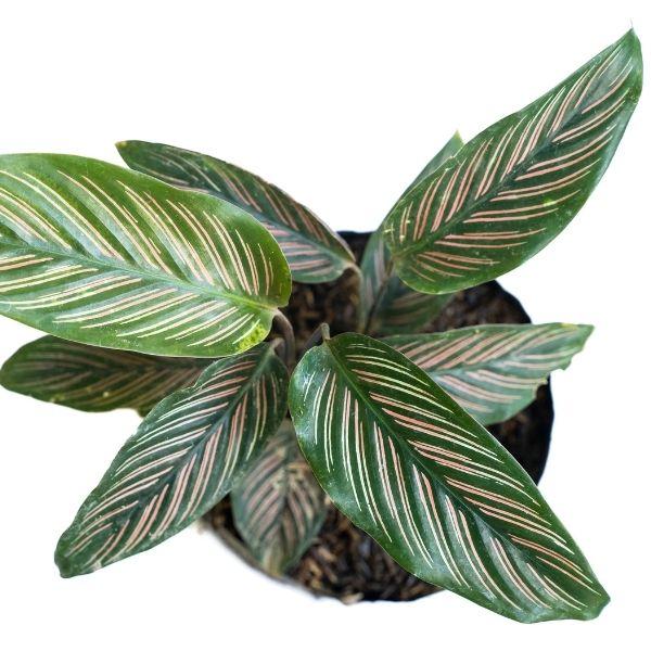Calathea Ornata Pinstripe Prayer Plant, Green and Pink Foliage