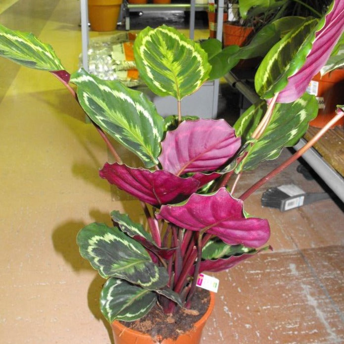 Close up view of the medallion like leaves of Calathea roseopicta