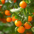Clementine Mandarin Trees produnce an abundance of sweet bright orange fruits