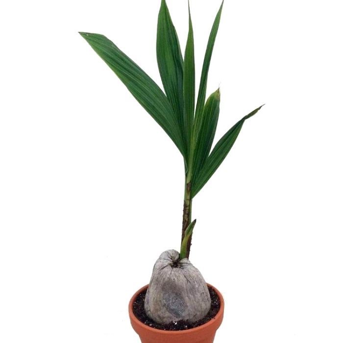 Coconut Palm Tree houseplant
