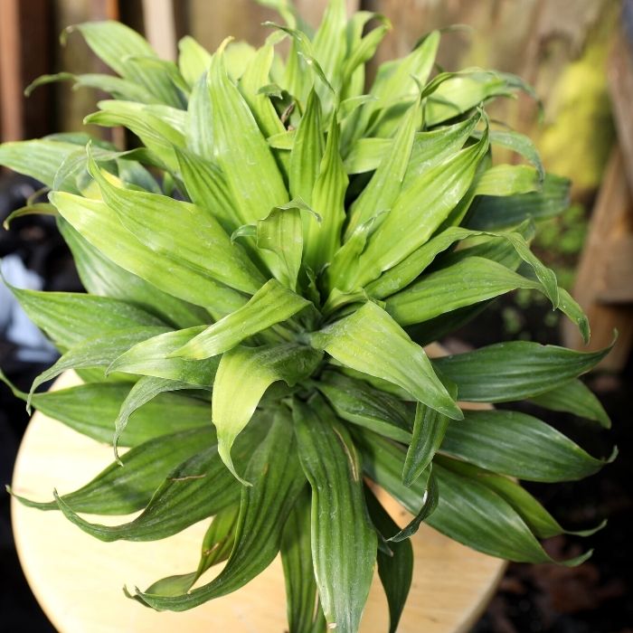 thick green foliage on janet craig compact dracaena