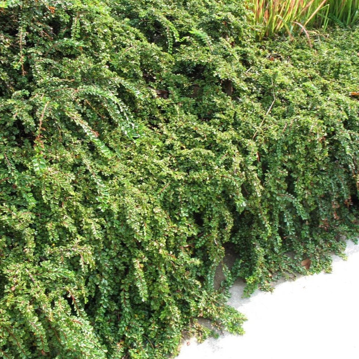 Cotoneaster Tom Thumb Shrubs