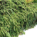 Cotoneaster Tom Thumb Shrubs