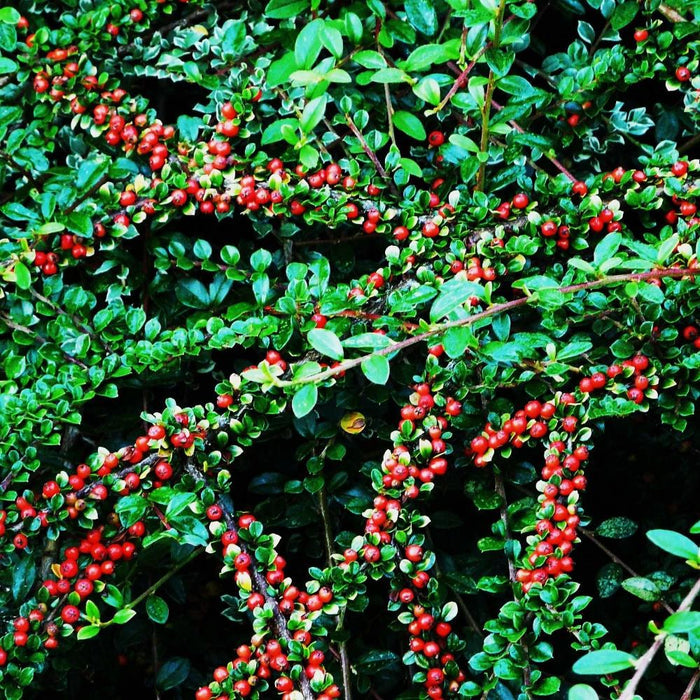 red berries of the evergreen tom thumb plant