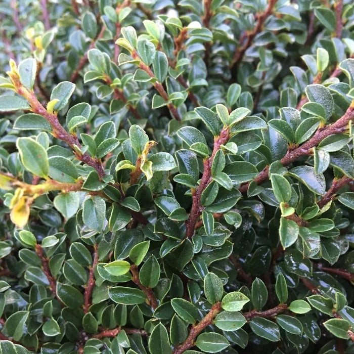 evergreen flowering shrub branches