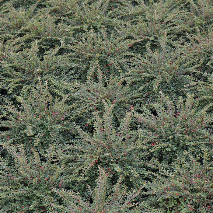 evergreen cotoneaster ground cover plants