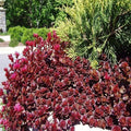 Pollinator-friendly Dragon’s Blood Sedum flowers attracting bees in a dry garden bed