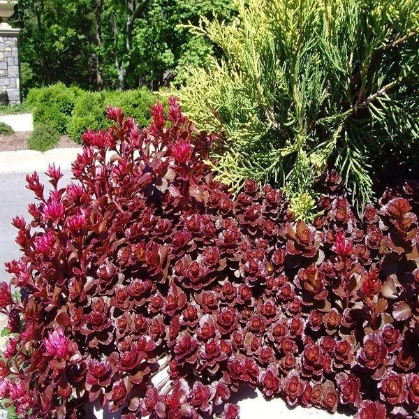 Pollinator-friendly Dragon’s Blood Sedum flowers attracting bees in a dry garden bed