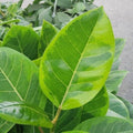 elegant Ficus Altissima Golden Gem