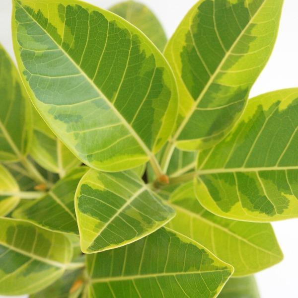 close up on Ficus Altissima Golden Gem