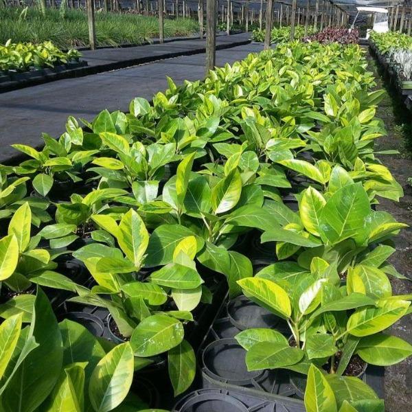 beautiful rows of Ficus Altissima Golden Gem