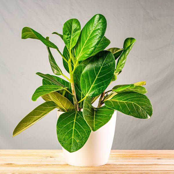 A potted Ficus Audrey plant with large green leaves placed on a wooden surface against a neutral background.