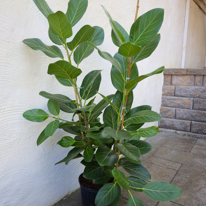 3 to 4 Foot Tall Ficus Audrey tree