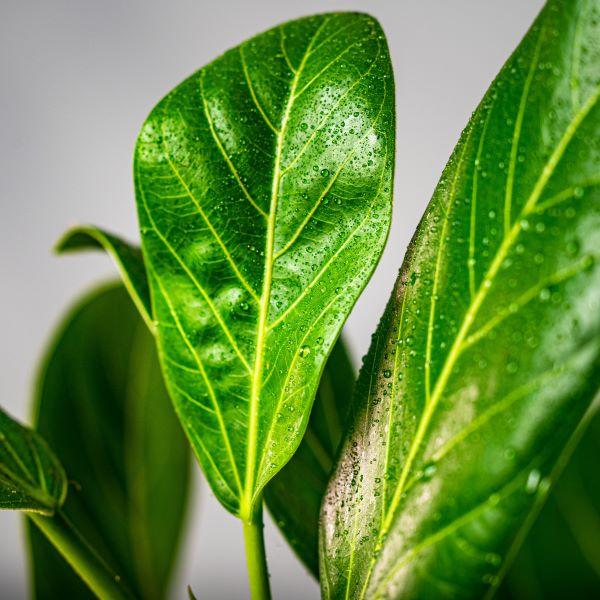 Close-up of the velvety leaf texture, showing pale veining, of Ficus Audrey.