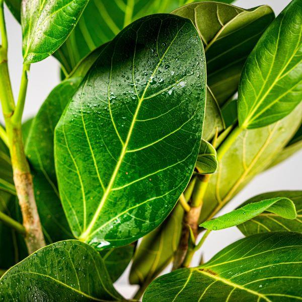 Ficus Audrey Leaves