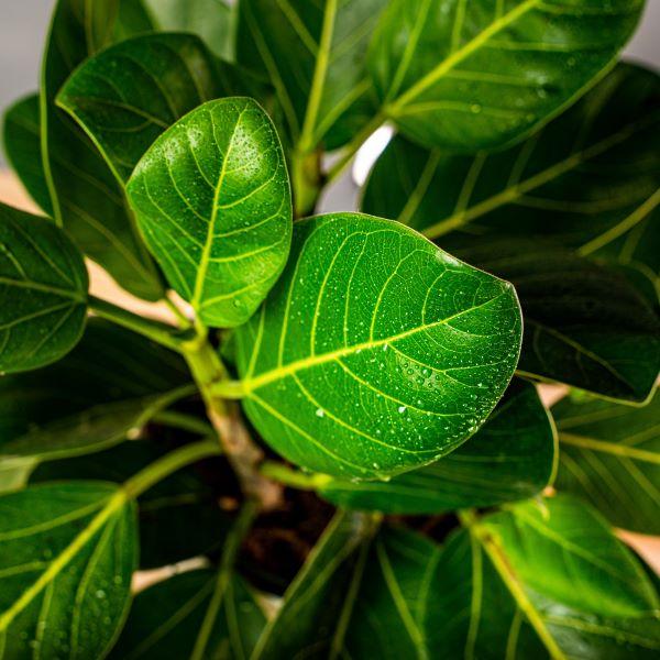 Ficus Audrey tree for sale online