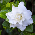Close-up of unfurling Frost Proof Gardenia white blooms against dark evergreen leaves
