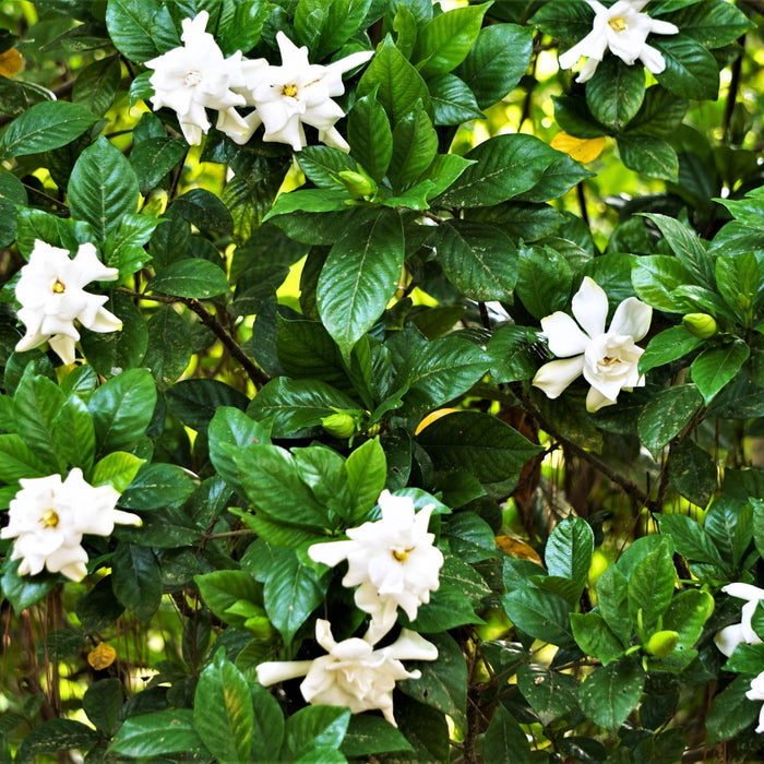 Frost Proof Gardenia used as a flowering foundation shrub in a sunny border