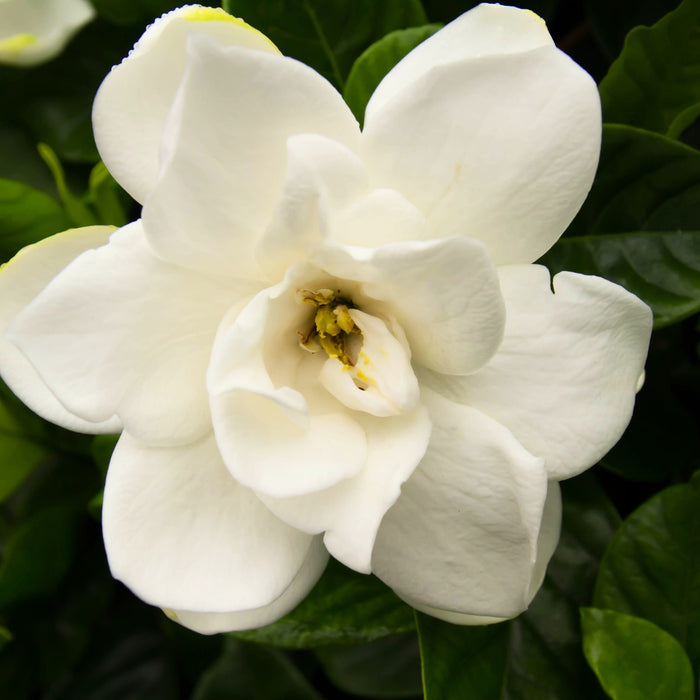 Close-up of Frost Proof Gardenia white blooms against dark evergreen leaves