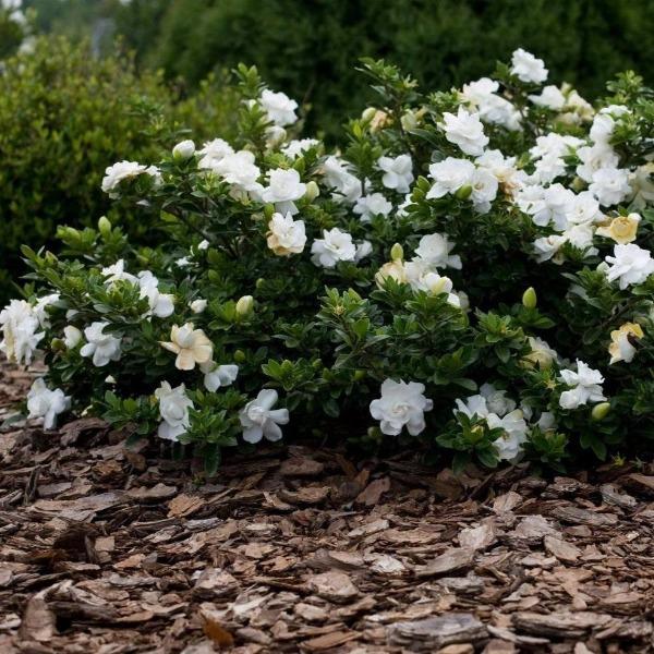 Frost Proof Gardenia with glossy evergreen foliage and fragrant white blooms in a foundation planting
