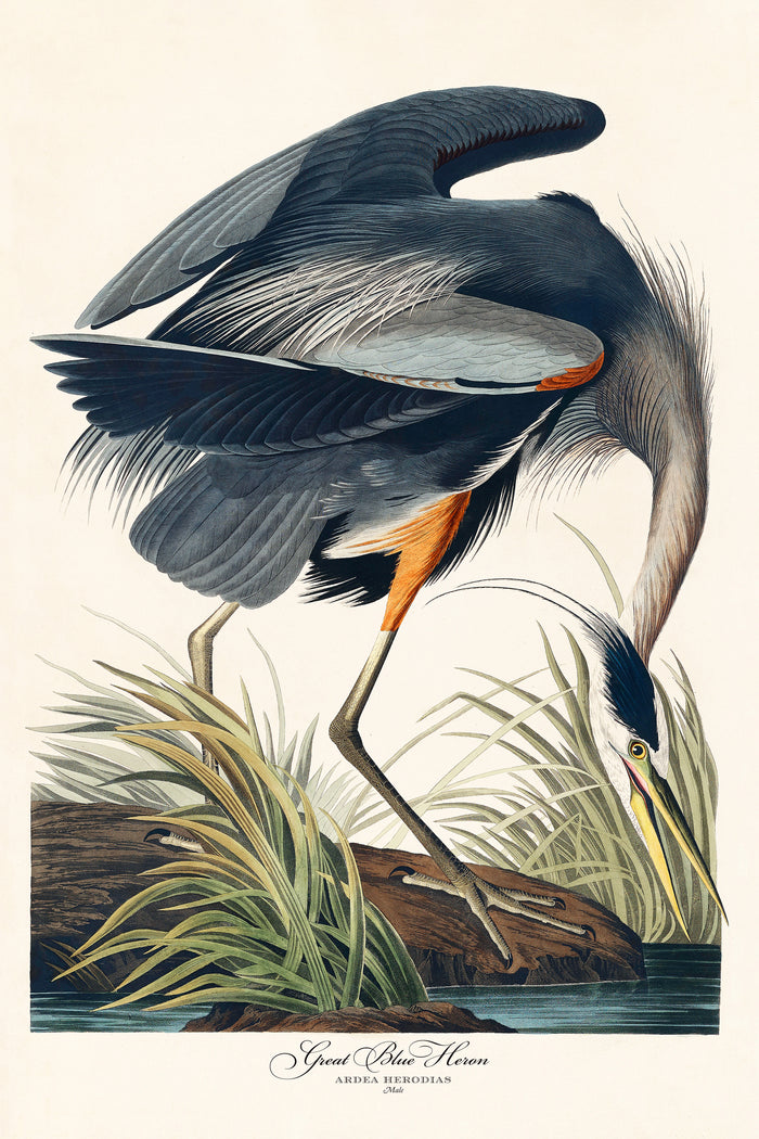 Great Blue Heron by John James Audubon on GIANT ART - green botanical nature