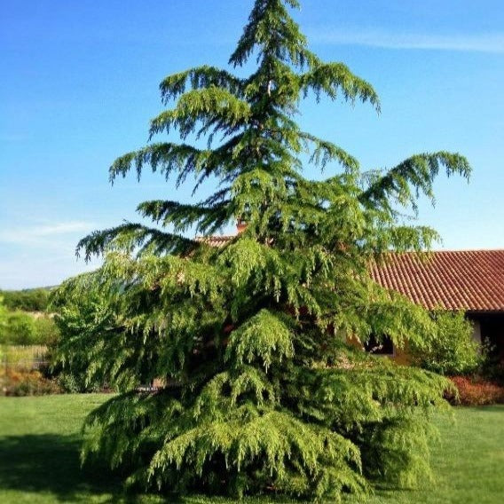 Mature Green Atlas Cedar Tree